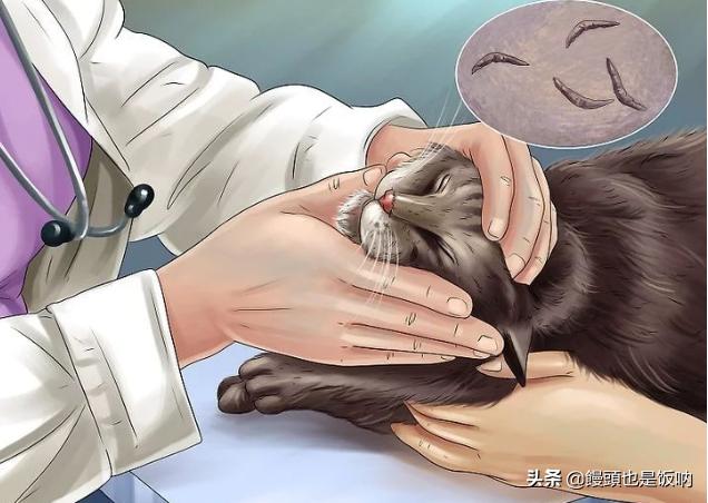 猫的黑下巴是什么引起的？怎么处理？