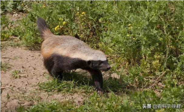 平头哥蜜獾被眼镜黄蛇咬昏过去,蜜獾被眼镜蛇咬会不会中毒视频