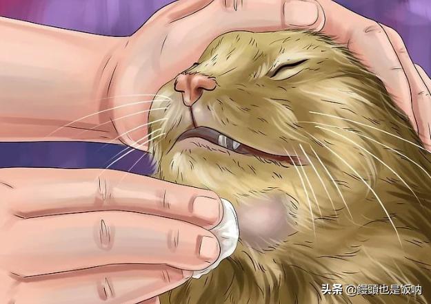 猫黑下巴治疗方法视频,猫黑下巴怎么治疗用什么药