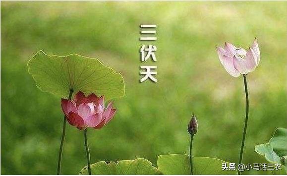 小暑后迎三伏，2020年什么时候入伏？什么时候最热？看完有数了