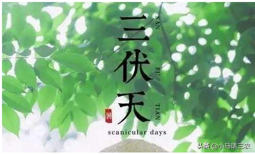 小暑后迎三伏，2020年什么时候入伏？什么时候最热？看完有数了