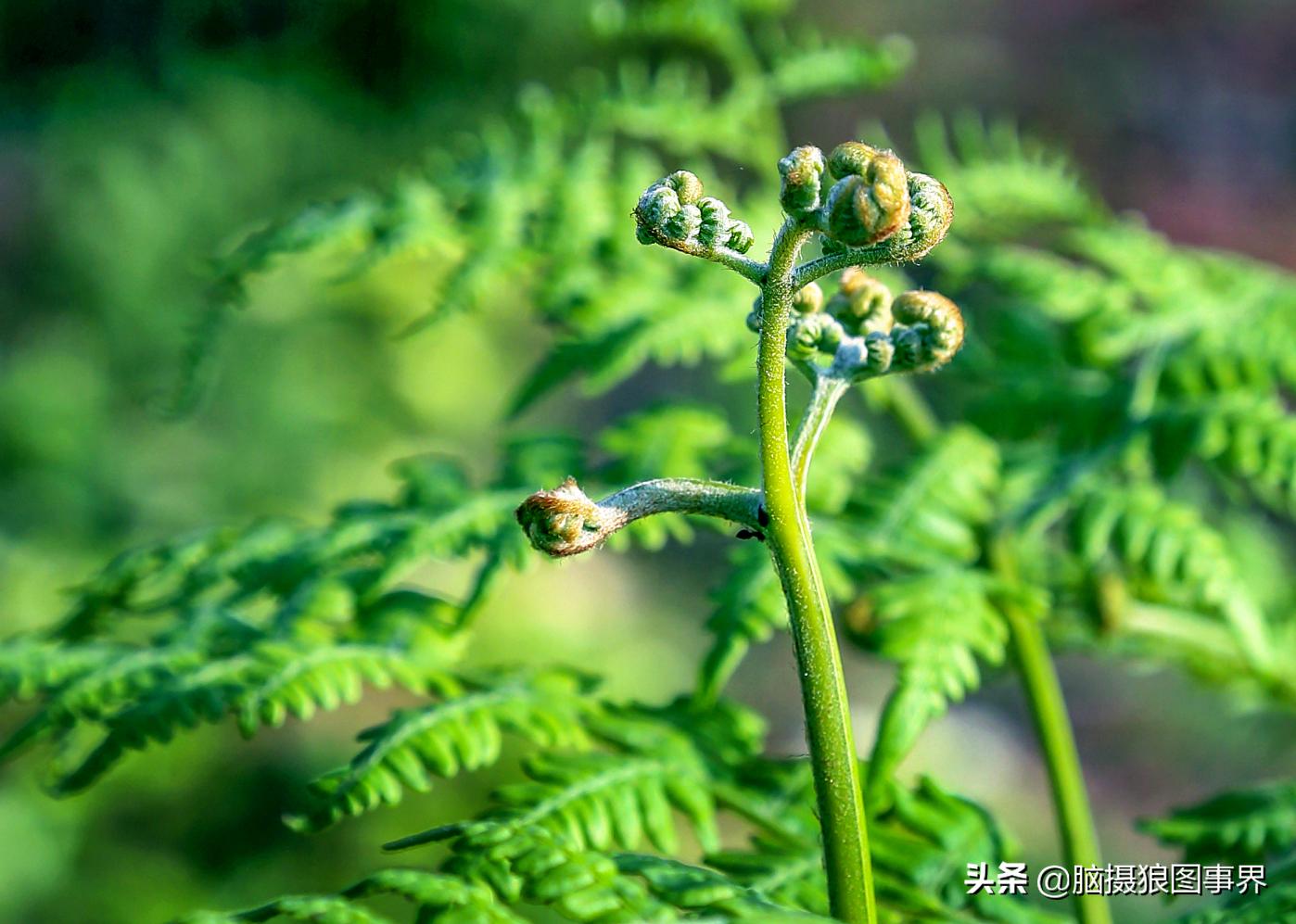 春天拍摄的绿叶怎么拍,春天的花朵怎么拍摄照片