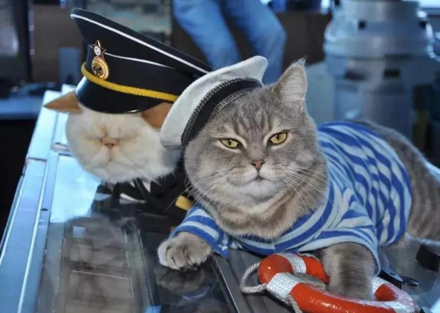 军舰上的老鼠们：非常时期的水兵口粮，苏联海军的粗暴驱鼠法