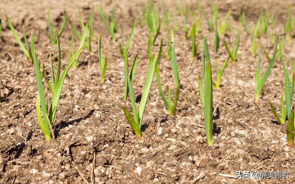 大蒜有红叶怎么处理,大蒜红叶病最佳治疗方法