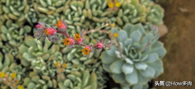 多肉植物华丽风车的栽培,夏天高温盆栽植物