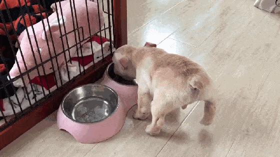 狗狗常见的9种疾病新手速看,狗狗生殖系统有哪些常见疾病