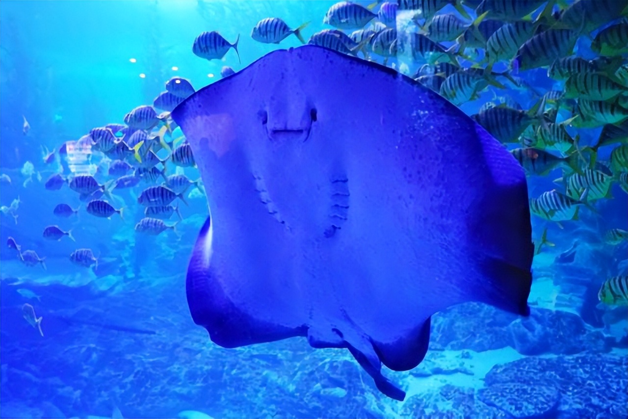 青岛夏日旅行,青岛之旅享受夏日与海风