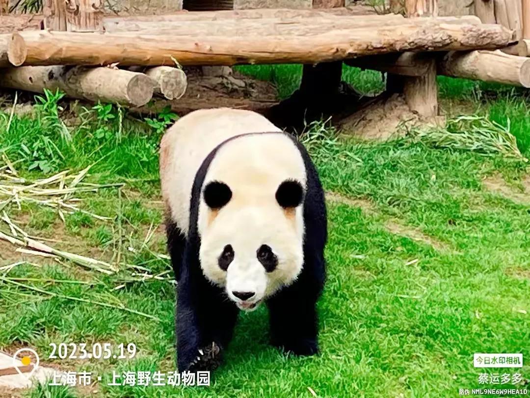 中国最大的野生动物园是哪个城市,中国最大野生动物园