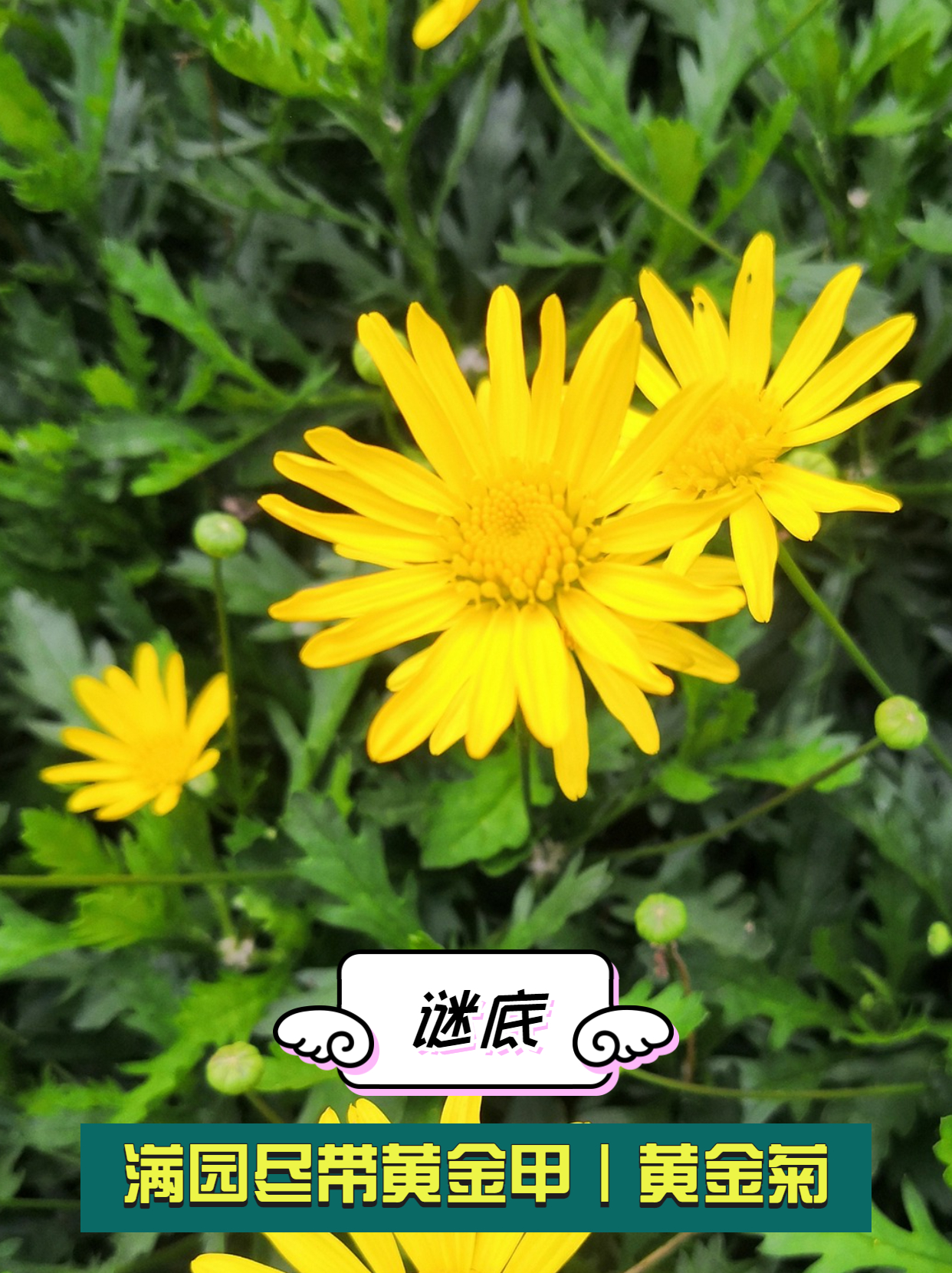 #春日识花挑战03｜大家猜猜这是什么花？