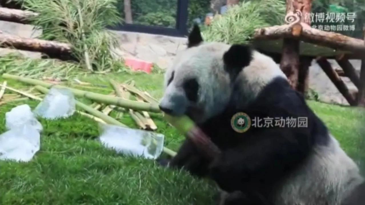 关于丫丫新视频,丫丫最新视频抓起竹子就开啃