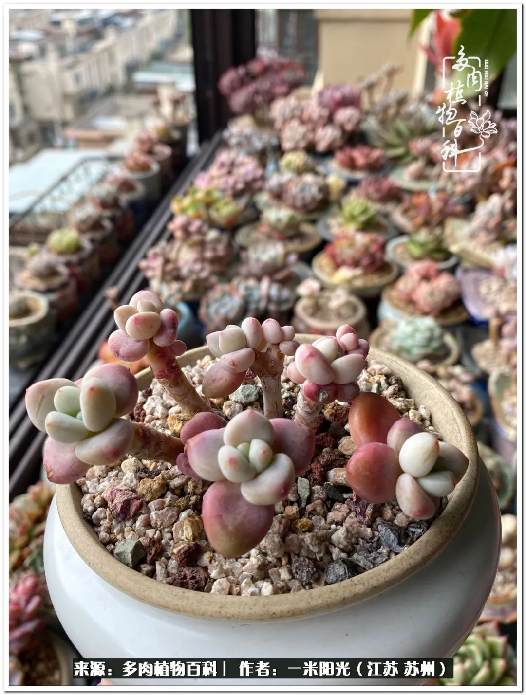 幸福就是珍惜当下所拥有的,珍惜当下所拥有的才是幸福的