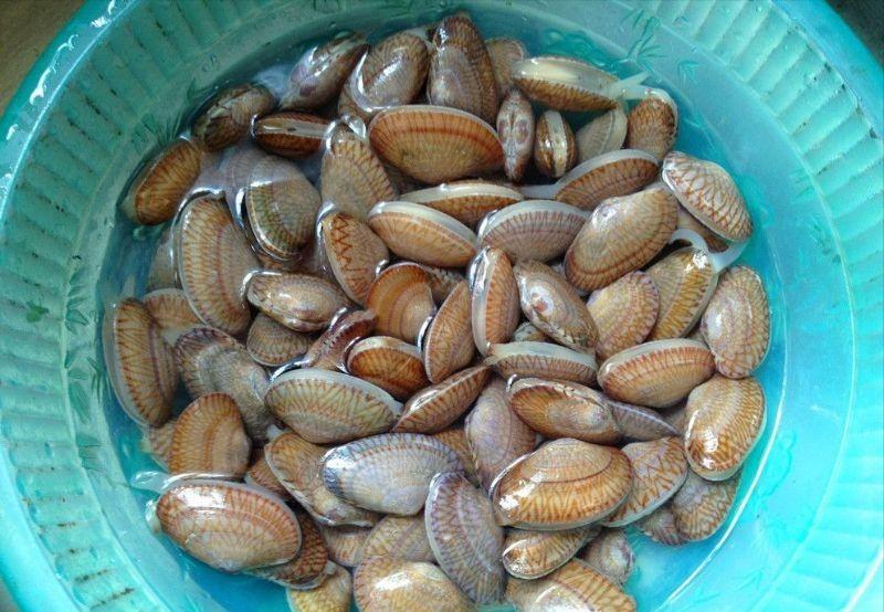 巴贝工厂化养蚕新技术视频,织锦巴非蛤和波纹巴非蛤