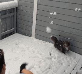 盘点5种最不抗冻的猫咪,冬天最抗冻的猫咪品质