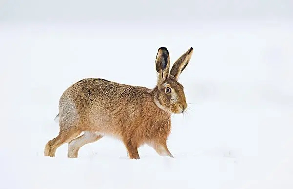 年轻和成年欧洲野兔股骨的形态特征、矿化和力学特性分析