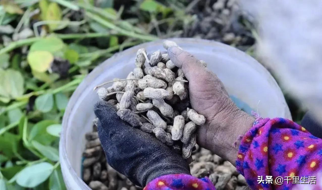 龙岩湿烤花生，龙岩人订婚时的必备“信物”，让人吃得不肯罢手