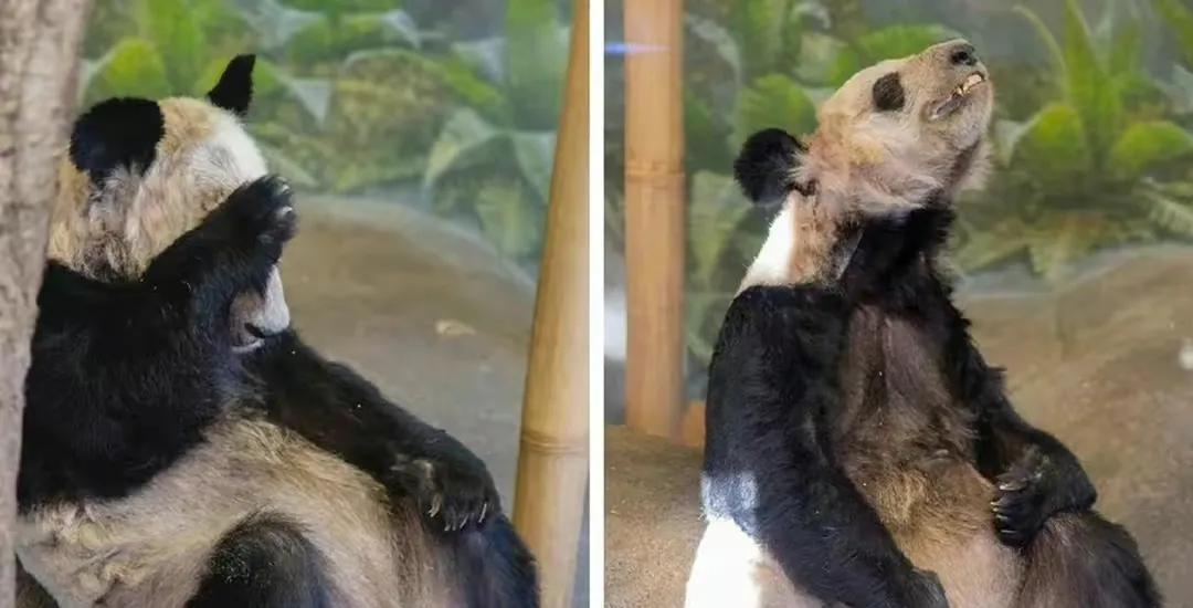 什么时候开始熊猫外交的,熊猫外交的发展历程