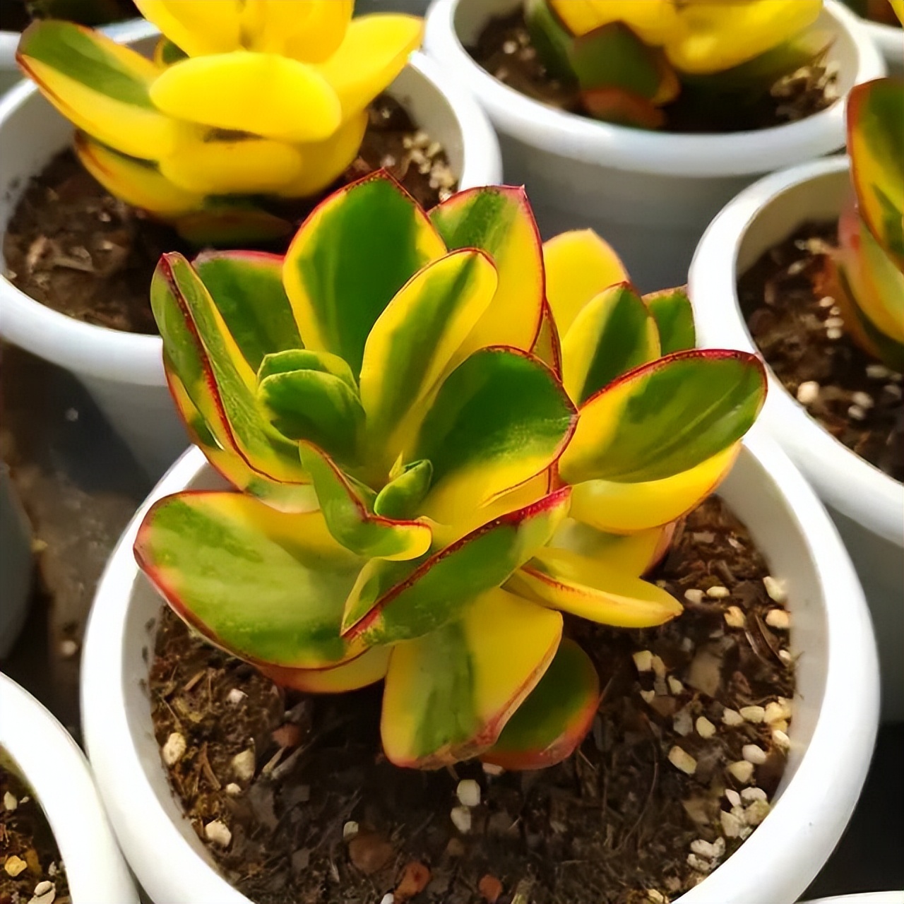 多肉紫珍珠叶片干瘪怎么回事,多肉叶片干瘪不饱满