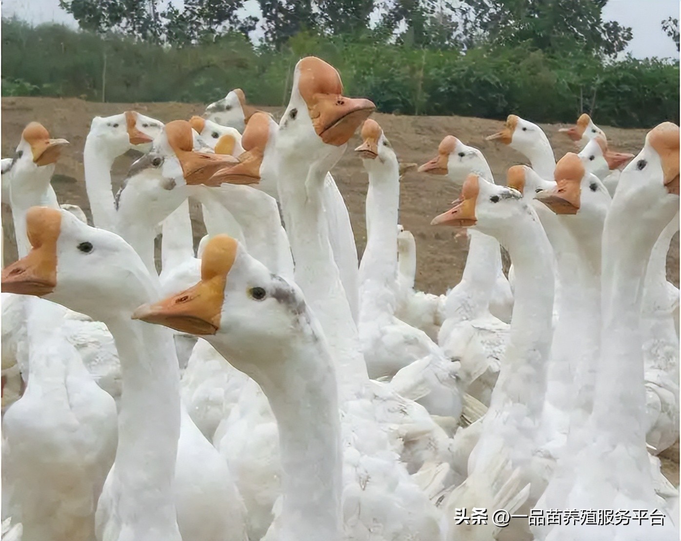 今年中秋鹅的价格能上去吗,今年下半年养鹅行情