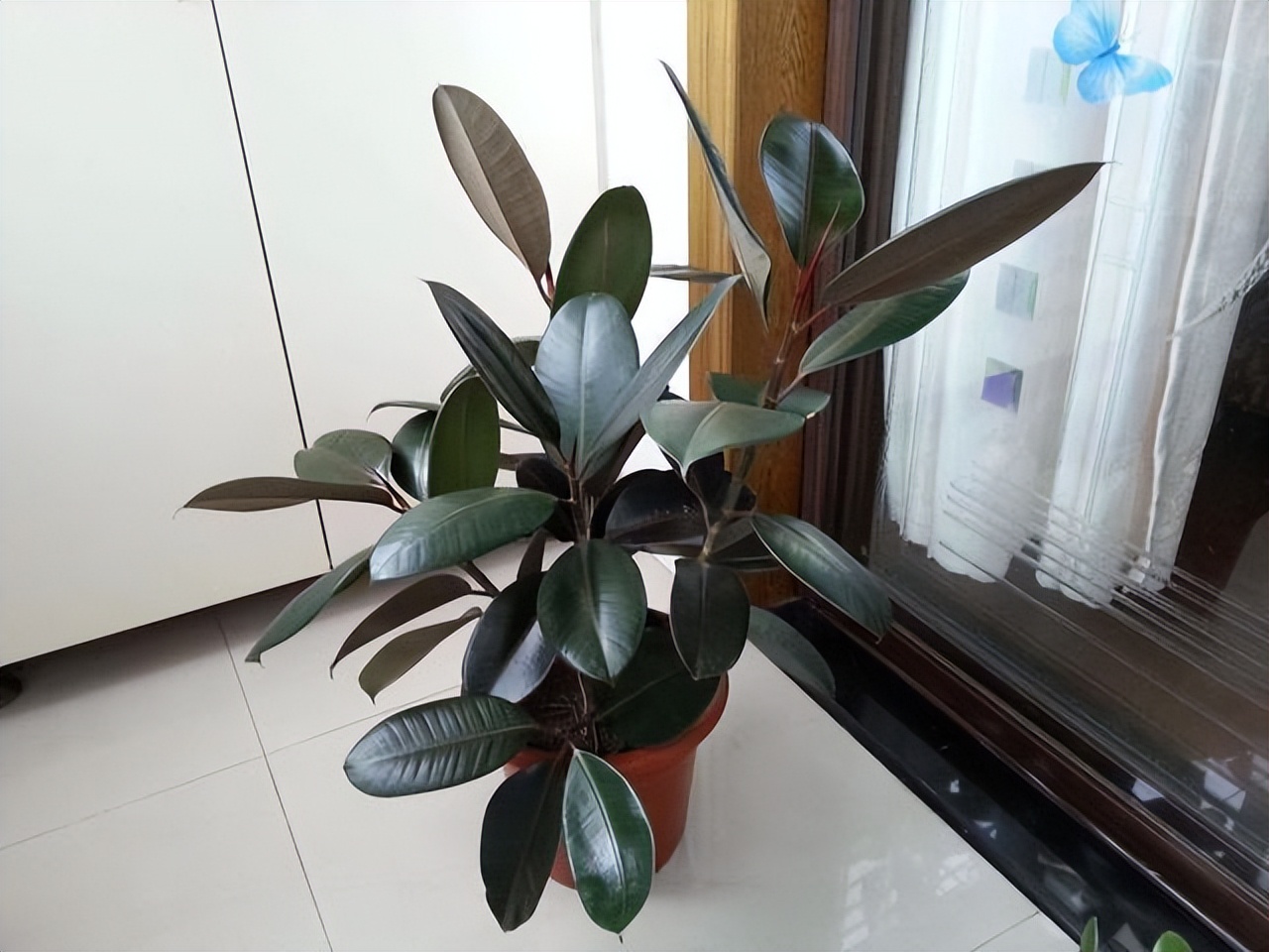 什么花卉吸甲醛最好养,10种能吸甲醛净化空气的盆栽花草