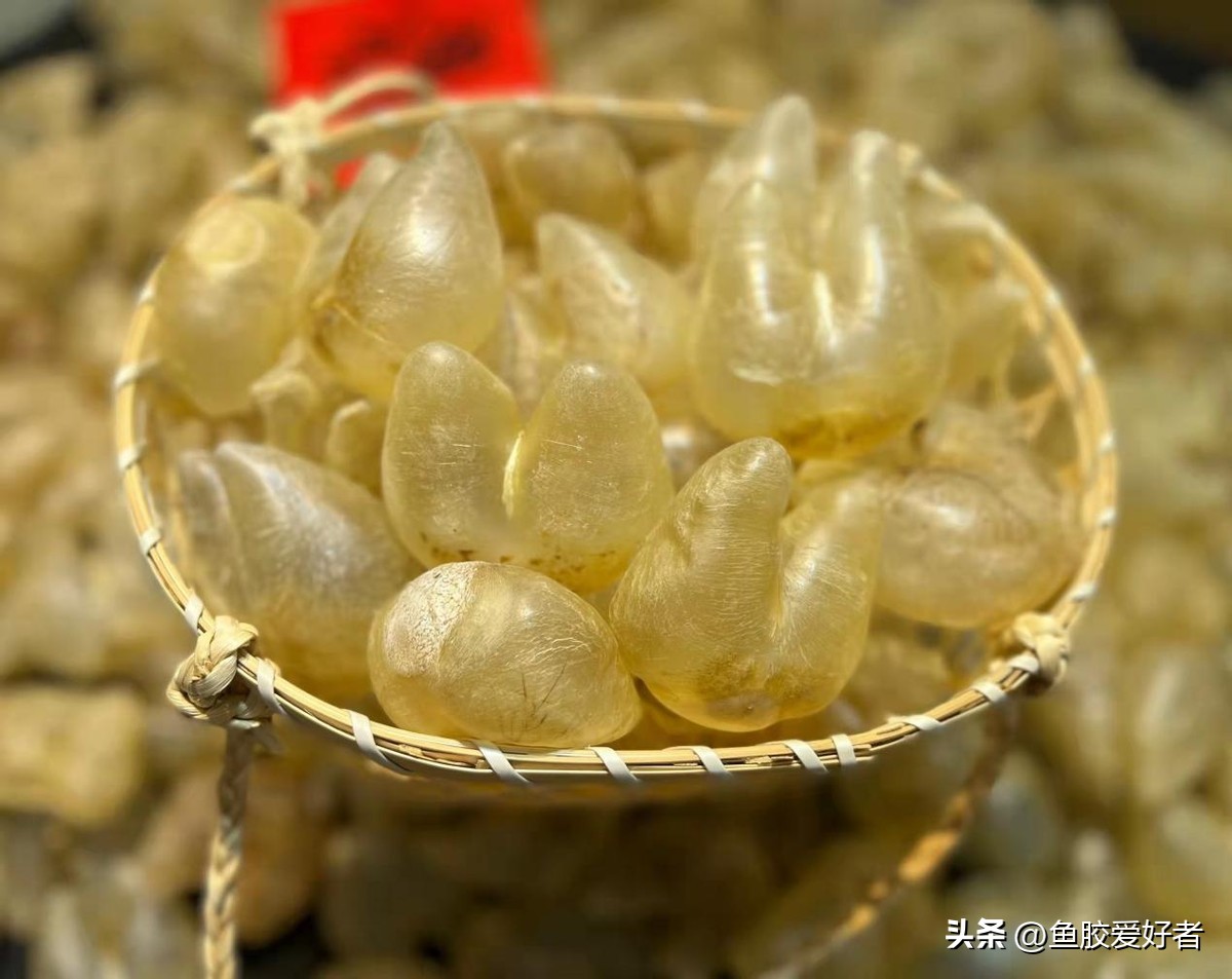 买什么鱼胶比较划算,1000元左右哪种鱼胶最好