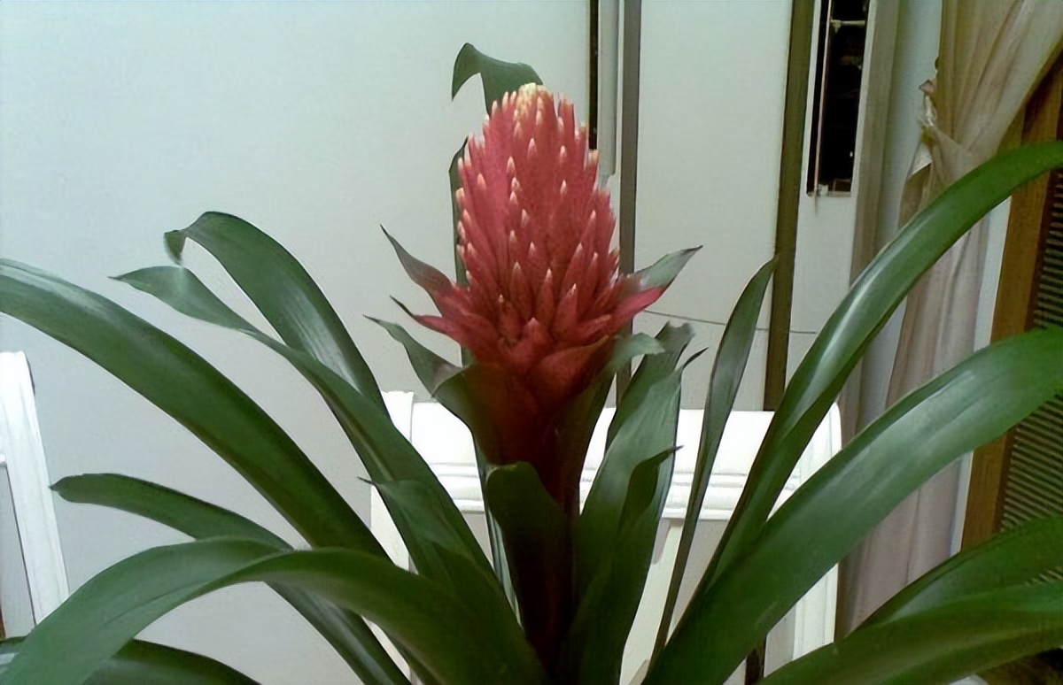 鸿运当头花叶子干枯发黄是怎么回事