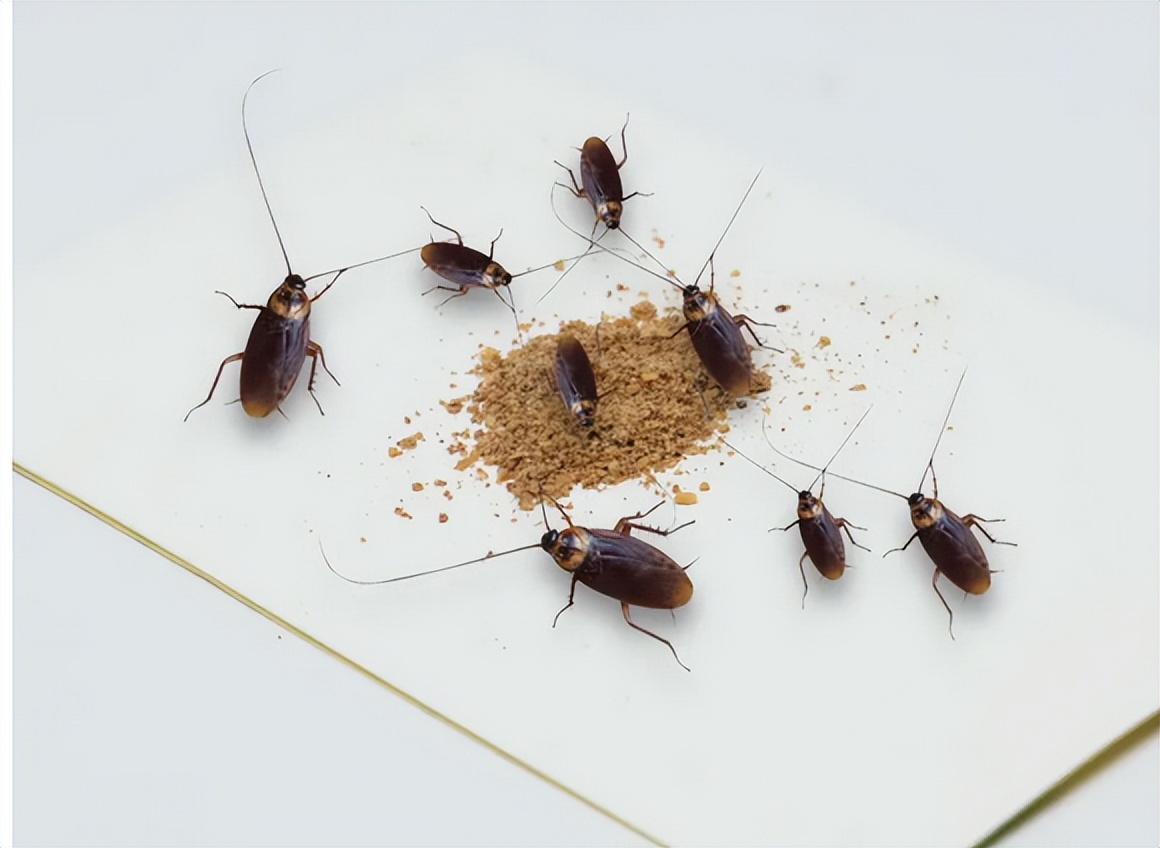 有蟑螂怎么办灭蟑螂最有效的方法,蟑螂药除蟑螂灭蟑螂