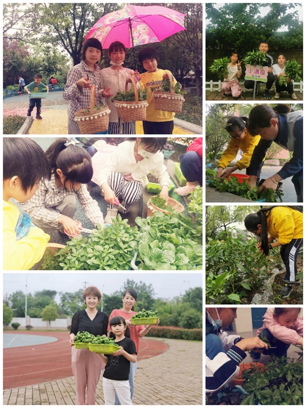 合肥市五一小学:开心耕耘田园幸福“芒种”收获
