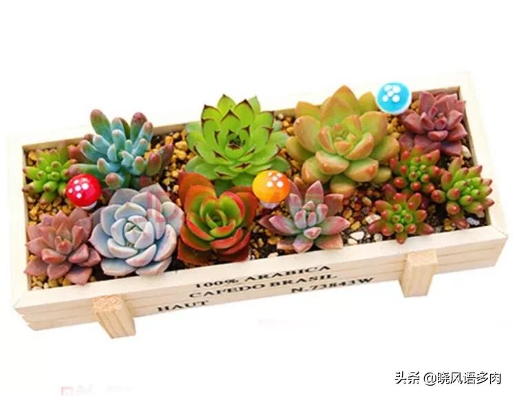 多肉晒太阳技巧,多肉小苗春天可以全天晒太阳吗