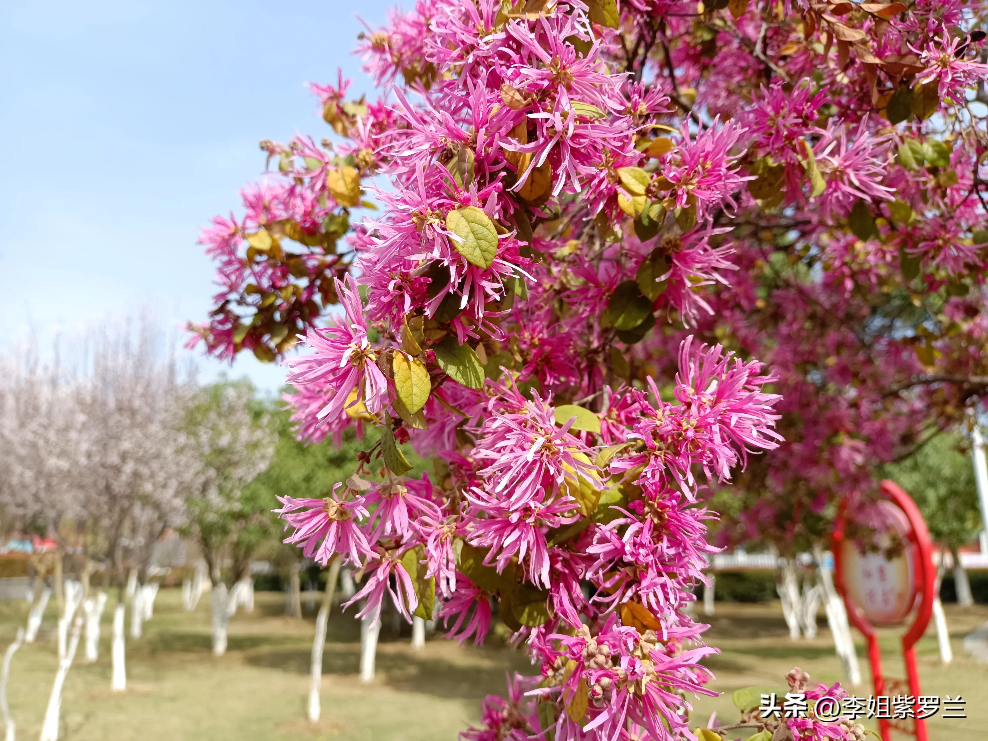 红花檵木和红花继木是一个品种吗,红花檵木和白花檵木