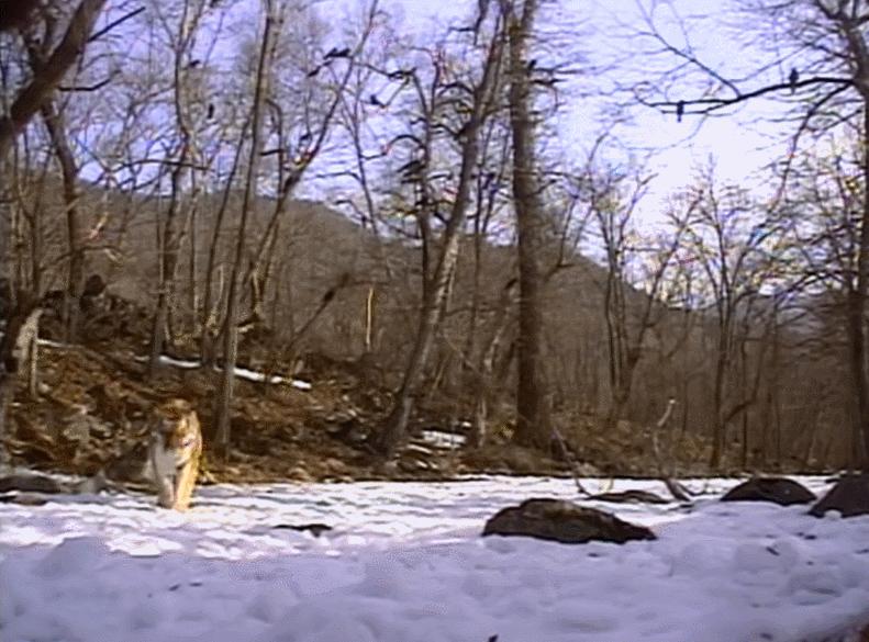 为什么猫没狗工作能力强,猫为什么不如狗那么忠诚听话呢