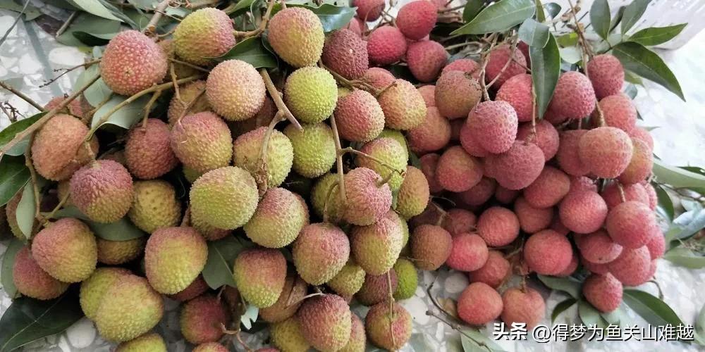 妃子笑荔枝大降价,妃子笑荔枝破价预售