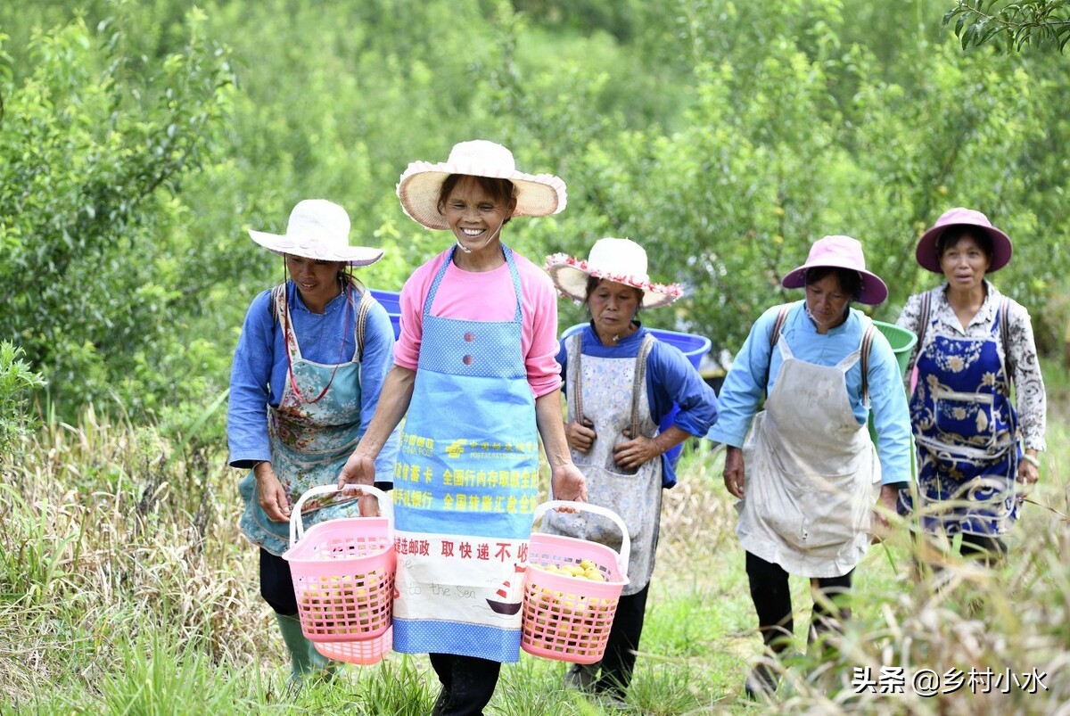 蜂糖李种植在哪些地方品质比较好,种植蜂糖李利润