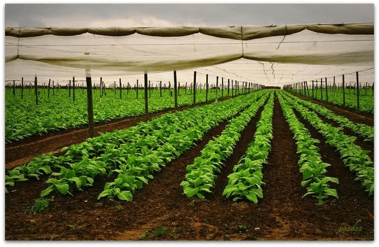 正宗的最便宜雪茄多少钱一盒,最便宜的雪茄的价格多少钱一盒
