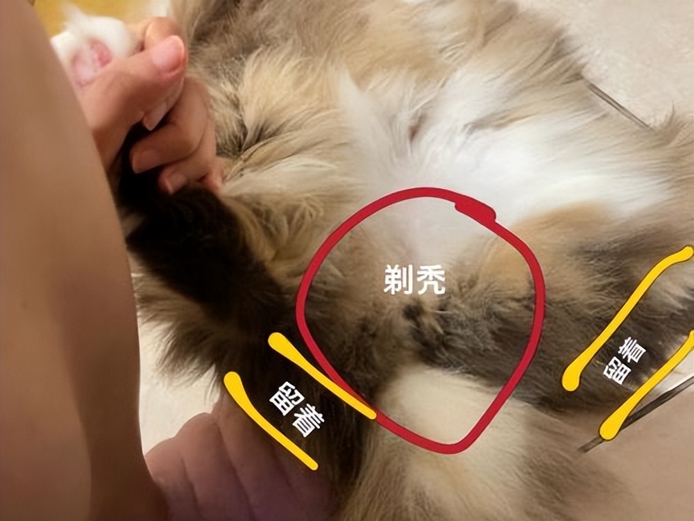 猫拉屎粘底怎么办,猫拉屎粘在尾巴上怎么清理
