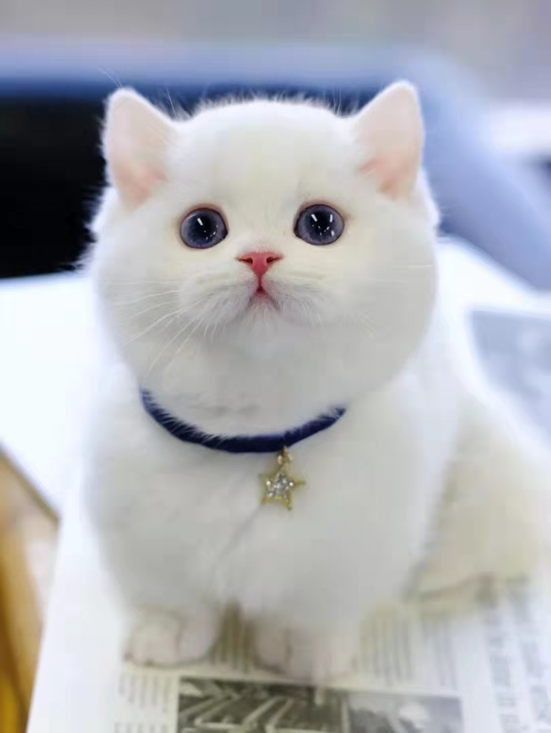 猫咕噜咕噜叫什么意思,猫咕噜咕噜震动叫代表什么