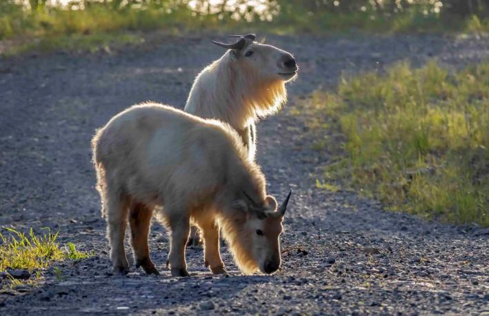 四川唐家河发现大量“六不像”觅食，没有天敌，林中称王称霸