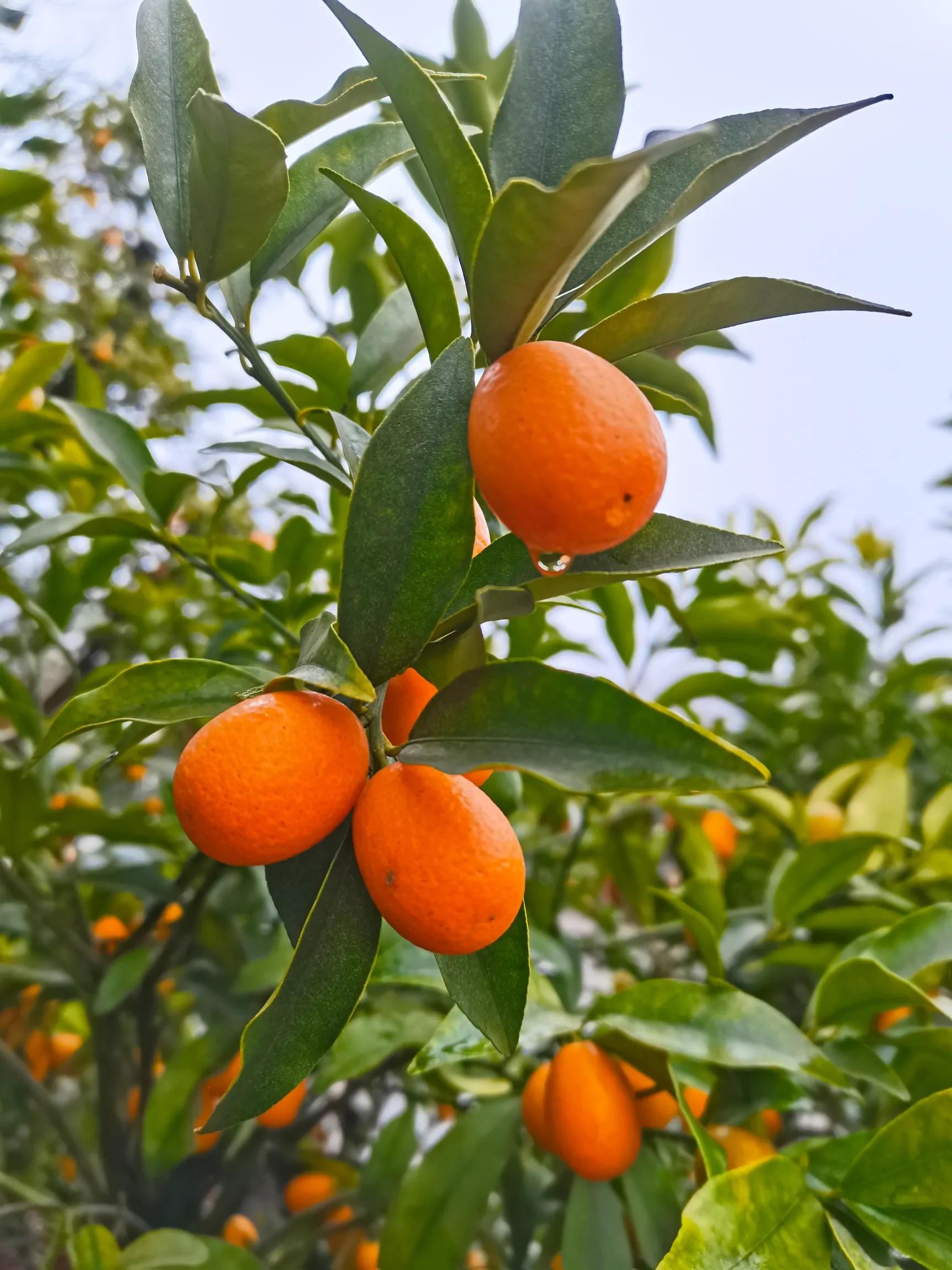 阴雨雾霾天逛月亮湾花市，郁闷不见了，心情舒朗愉悦