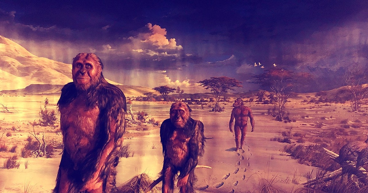 人的脚可以承受多大的力,人的脚有什么区别