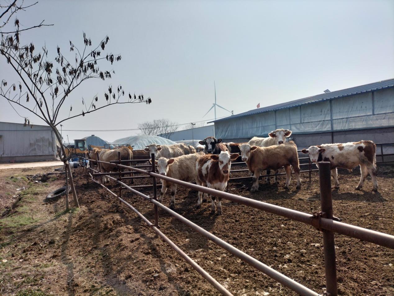 利辛高飞,安徽利辛养殖致富路