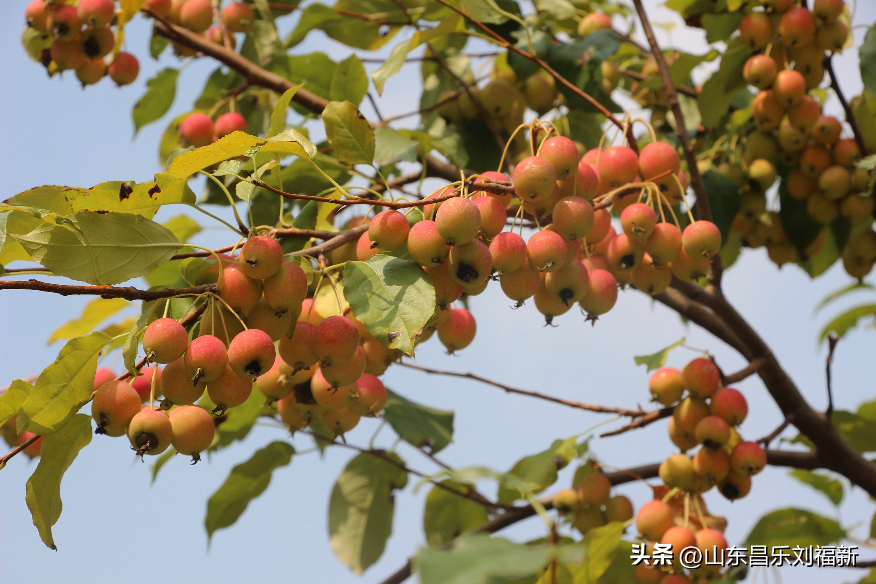 碧水龙庭深圳7栋4单元,顺光风景片拍摄