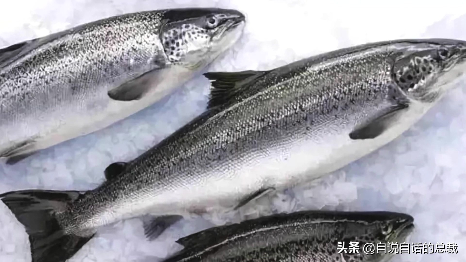 三文鱼水光真假分辨,哪种才是真正的三文鱼