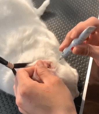 绑架小奶猫整蛊,绑架小奶猫