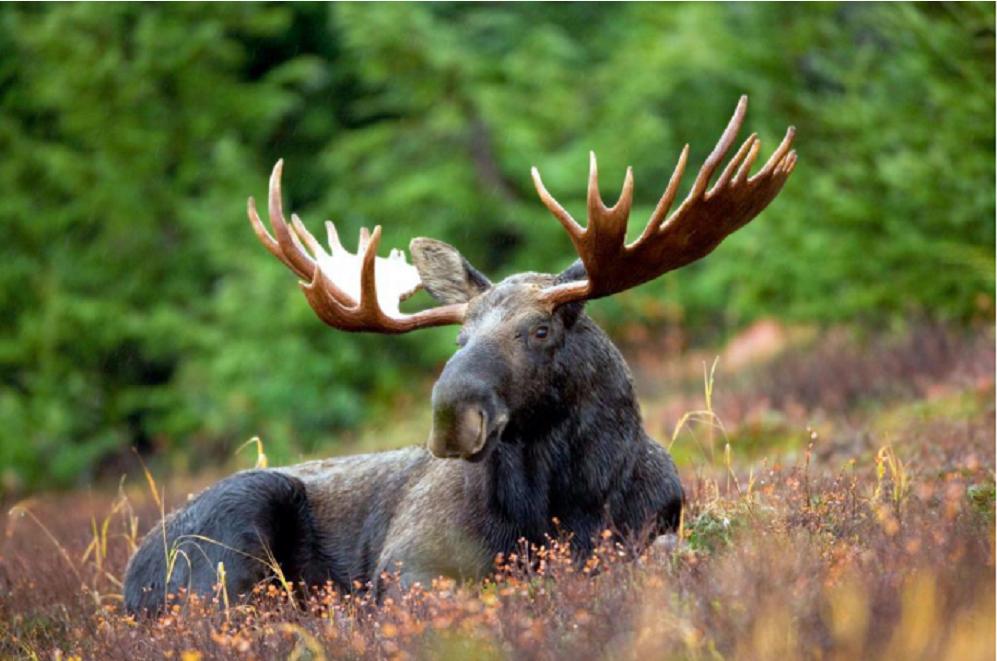 神奇动物中的山海经神兽有哪些,神奇动物中国山海经神兽