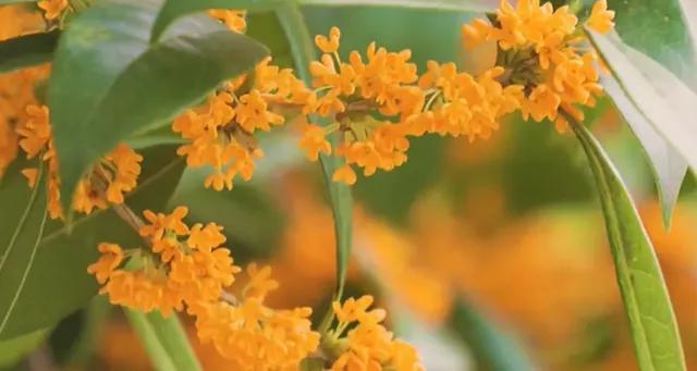 清可绝尘,清可绝尘浓能远溢什么意思