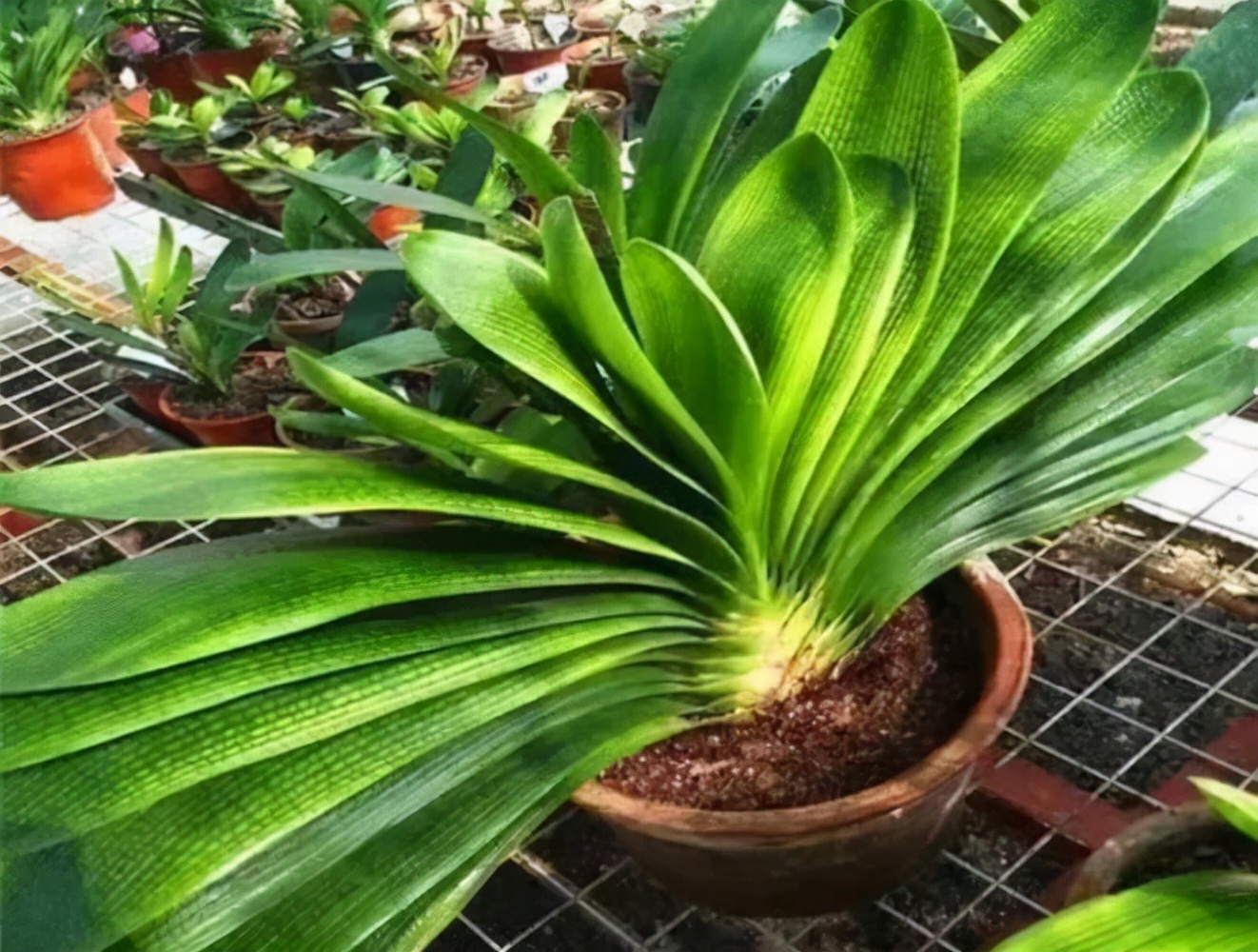 4种花适合新手养漂亮好养,20种坑人的花