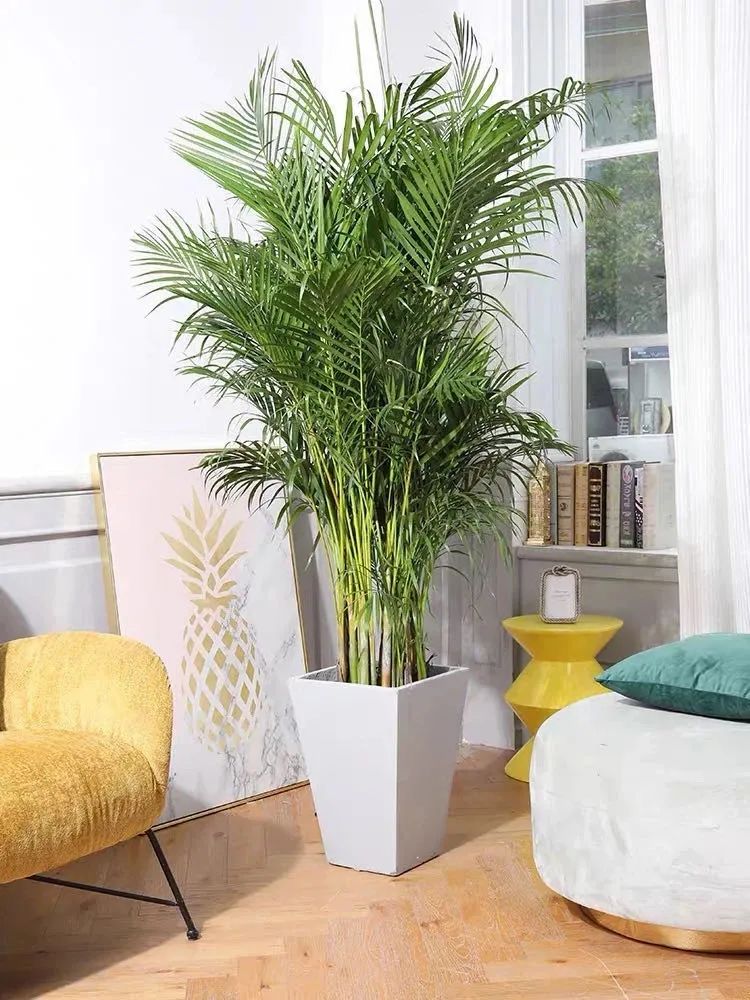 人养花、花也养人，客厅养花就选这5种，越养家里越干净，清雅又大气！