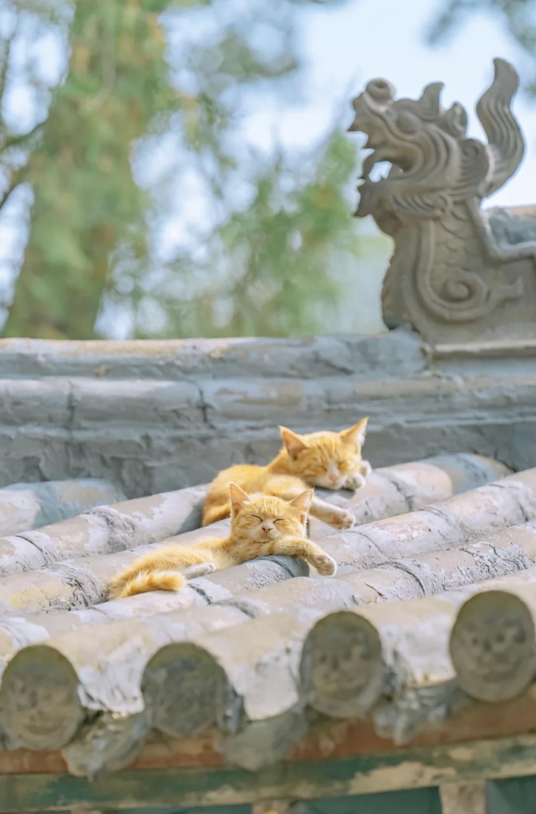 治愈系壁纸｜132张可爱小猫咪的样子