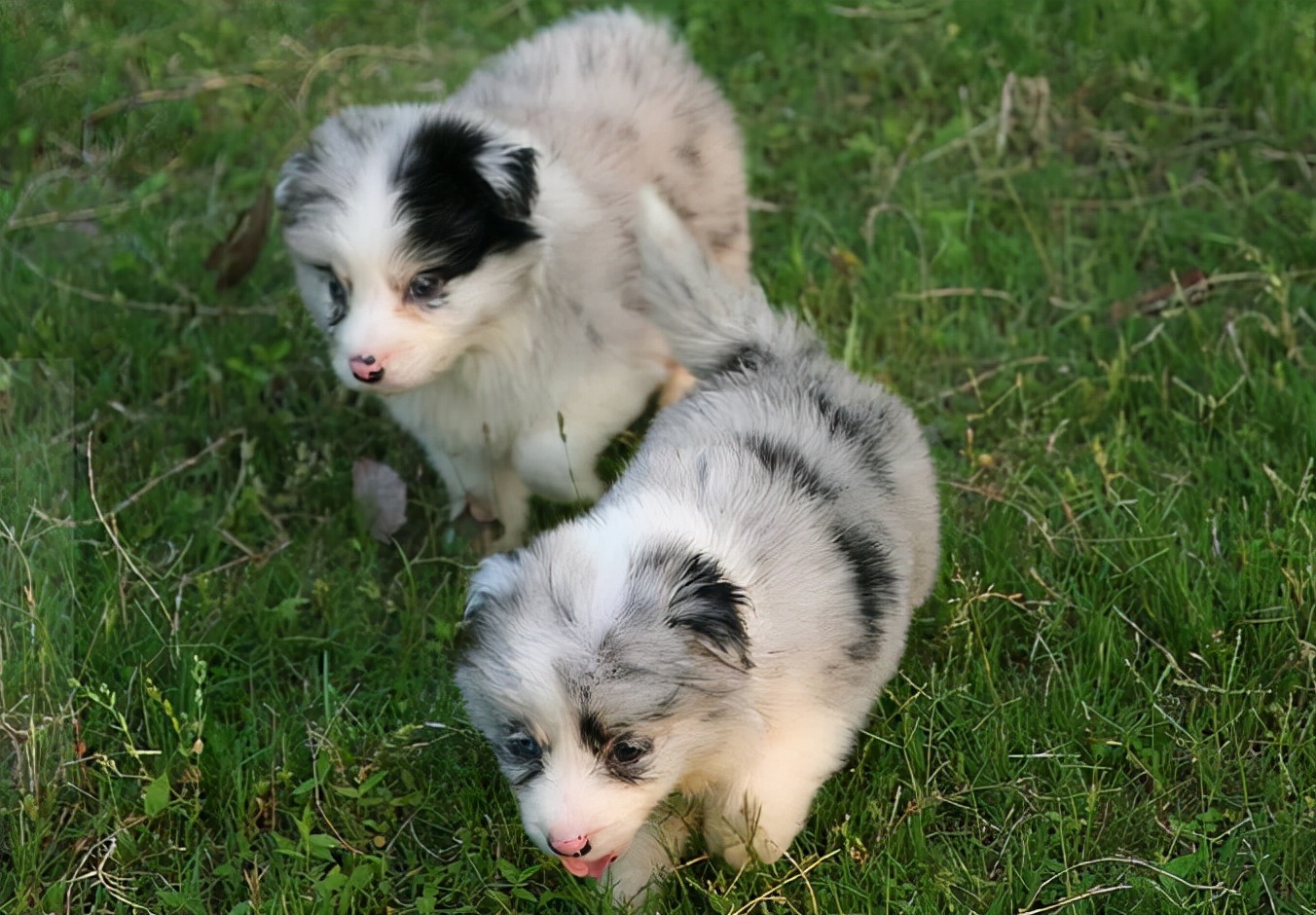 边牧除了智商高，还有这几个优点值得你饲养
