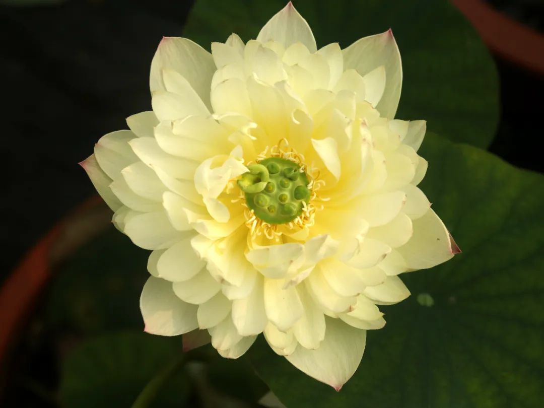 绝美的荷花品种大全图集,超好看荷花品种大型荷花