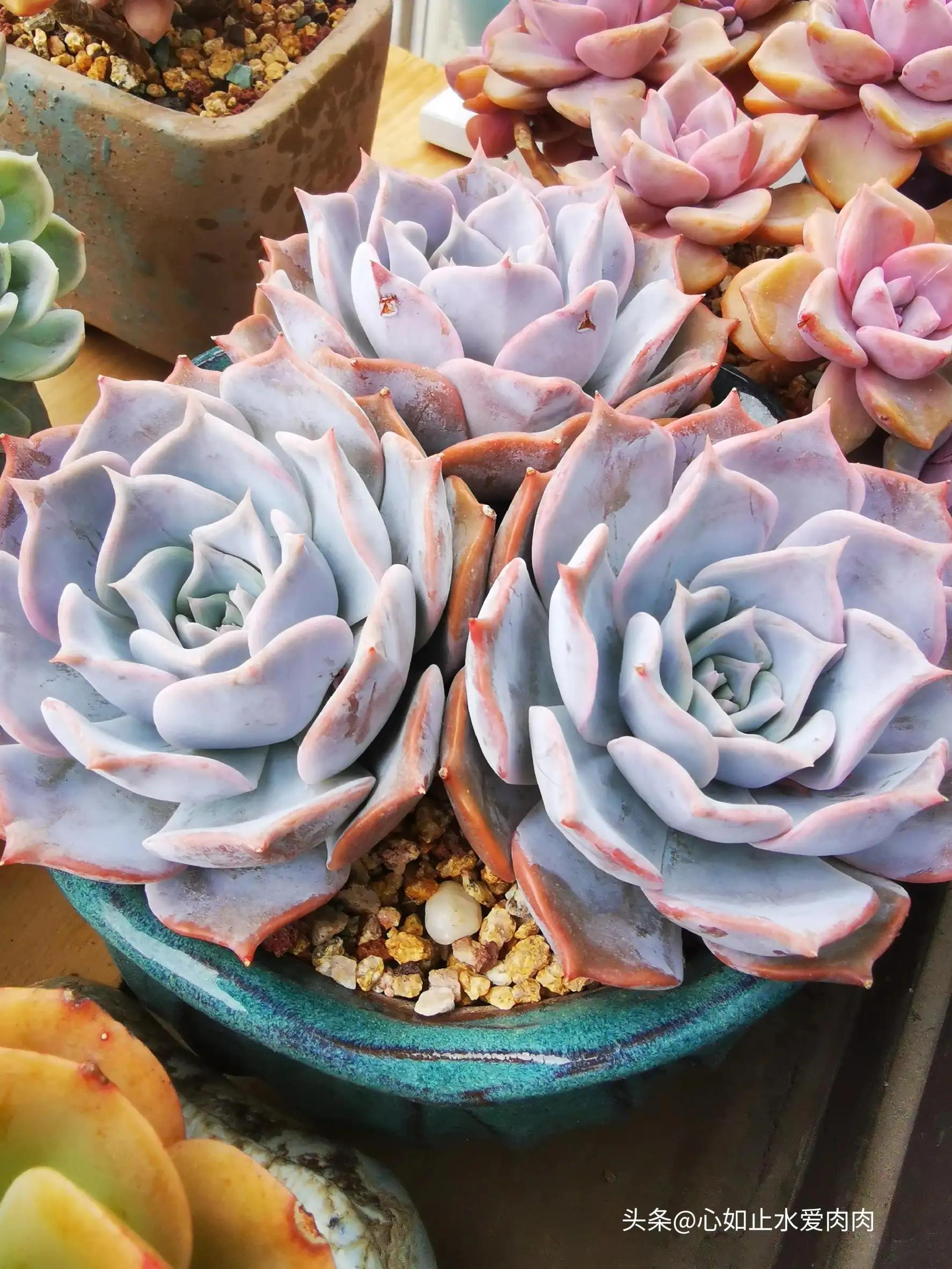 紫色是高级的浪漫,紫色是浪漫的最高级色调